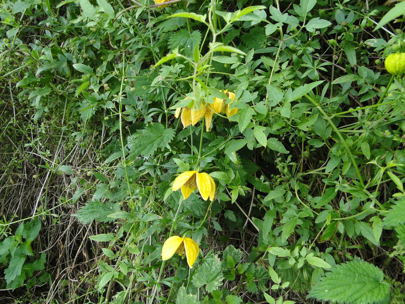 Golden Clematis (Clematis Tangutica) — this vigorous vine thrives in well-drained soils with regular watering to establish a deep root system; a captivating