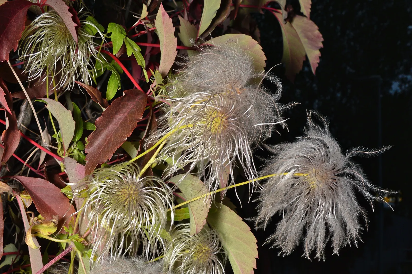 Golden Clematis (Clematis Tangutica) — or even as a groundcover when given no vertical structure to climb; yellow flowers in the garden