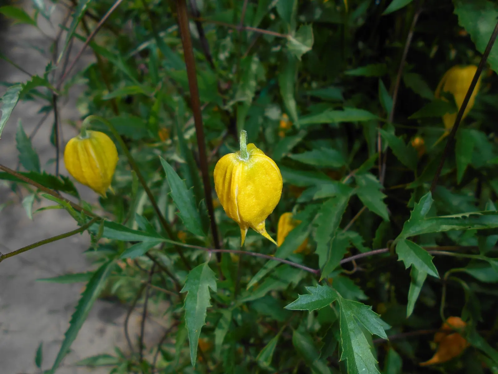 Golden Clematis (Clematis Tangutica) — often thriving in full sun to partial shade conditions.<br><br>With a robust climbing habit