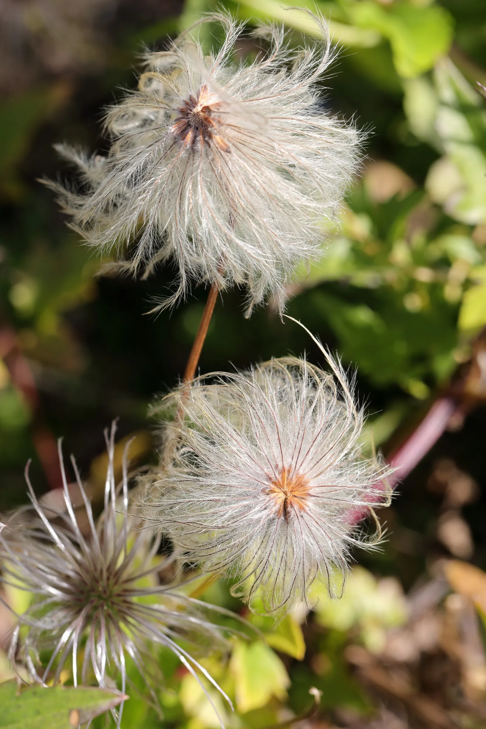 Golden Clematis (Clematis Tangutica) — requiring minimal maintenance beyond the occasional pruning to control size and encourage healthy new growth