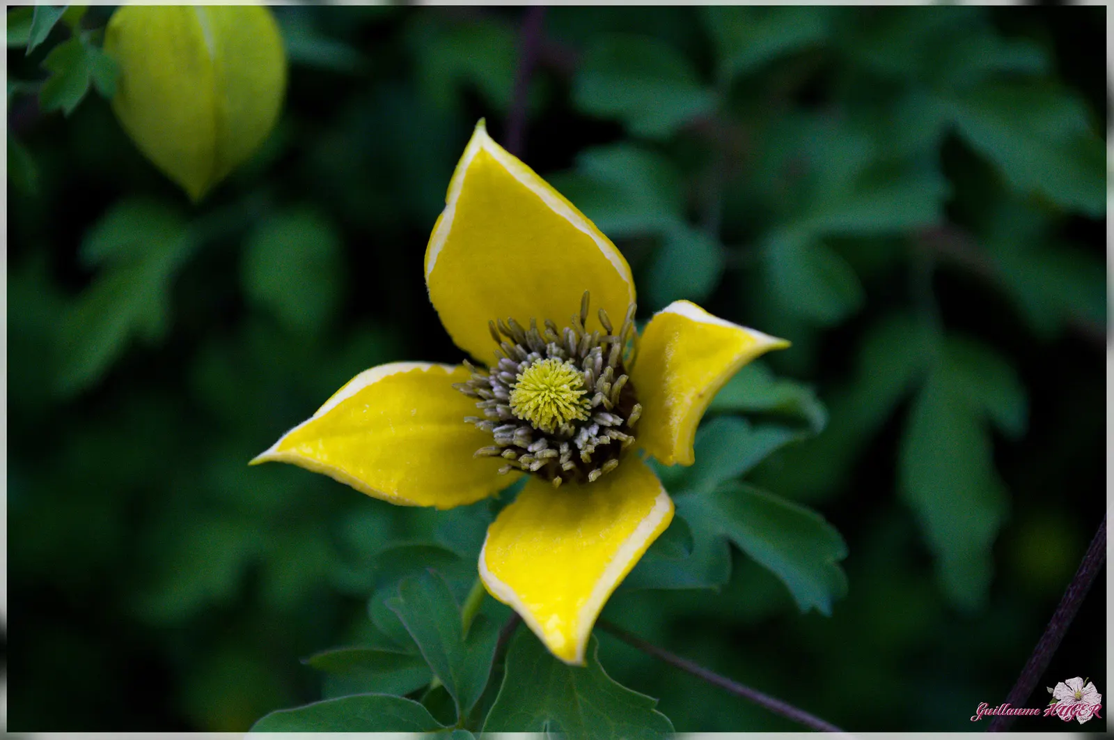Golden Clematis (Clematis Tangutica) — Clematis tangutica can reach a height of 12 to 15 feet and a spread of 3 to 4 feet; each averaging 1 to 2 inches in