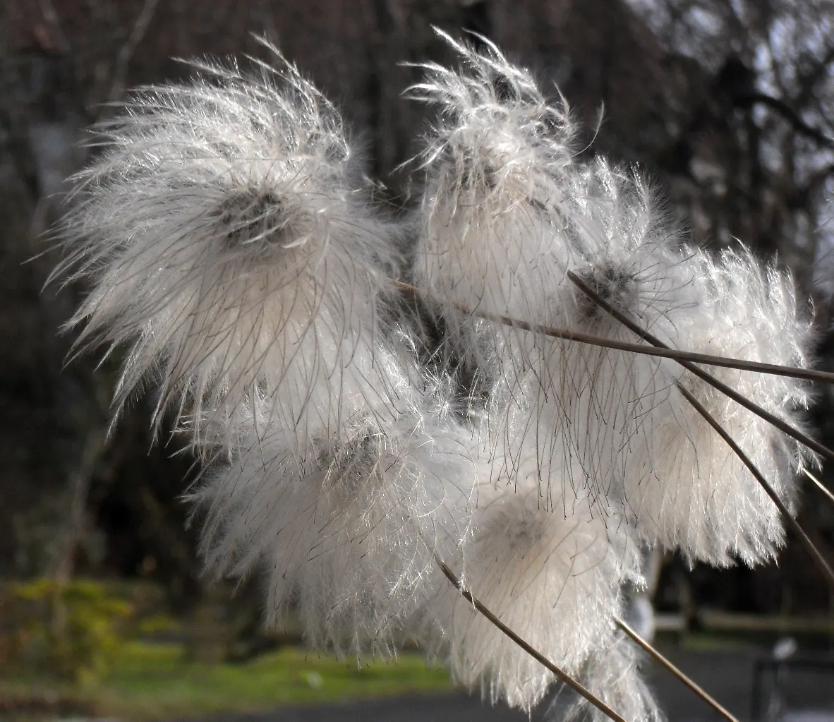 Golden Clematis (Clematis Tangutica) — a captivating perennial vine