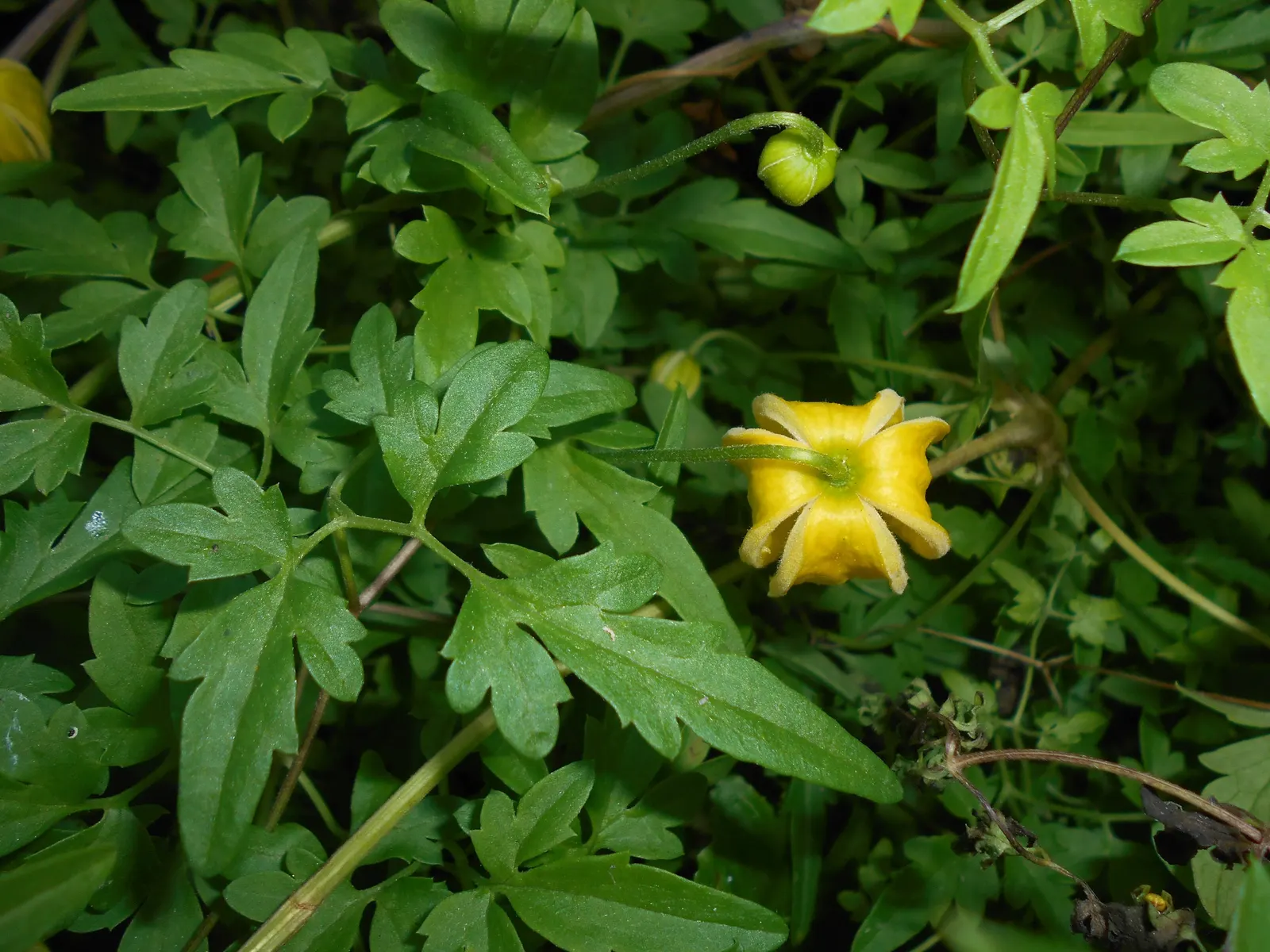 Golden Clematis (Clematis Tangutica) — often thriving in full sun to partial shade conditions.<br><br>With a robust climbing habit; silky seed heads follow the