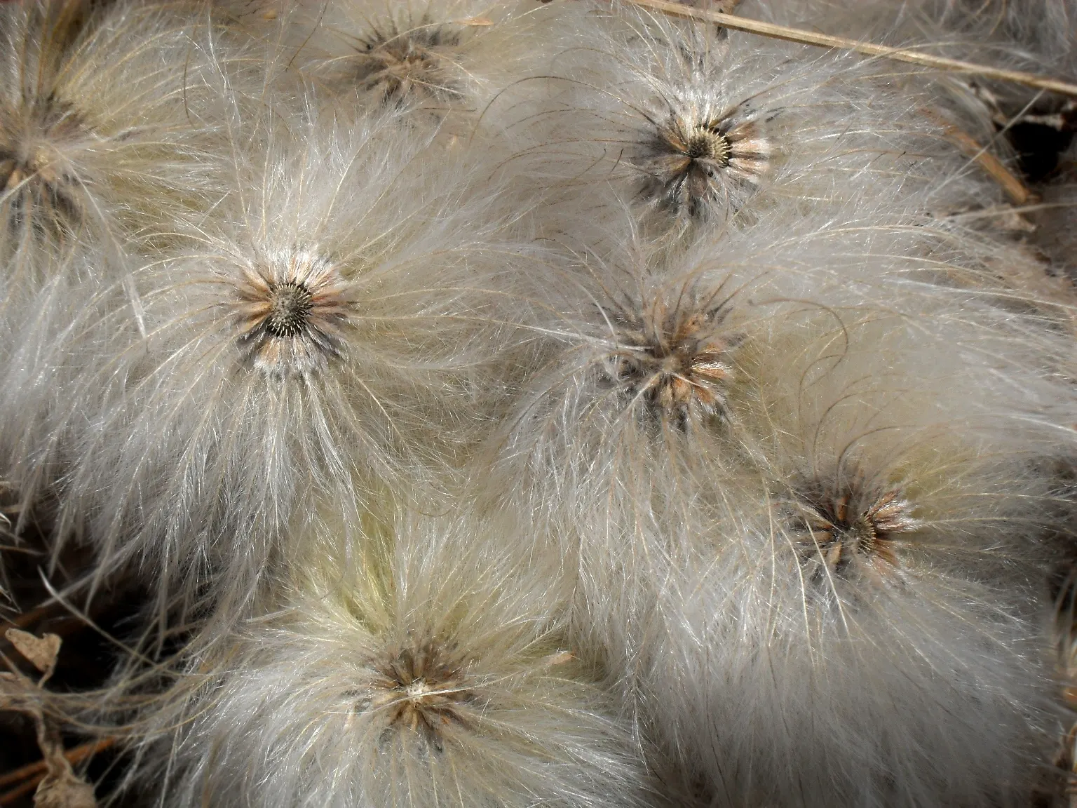 Golden Clematis (Clematis Tangutica) — Golden Clematis is relatively drought-tolerant