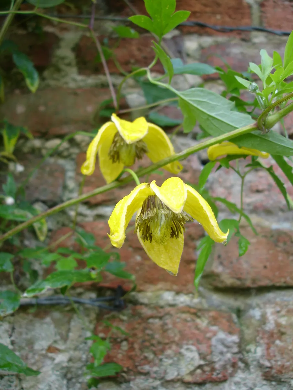 Golden Clematis (Clematis Tangutica) — the blossoms give way to showy