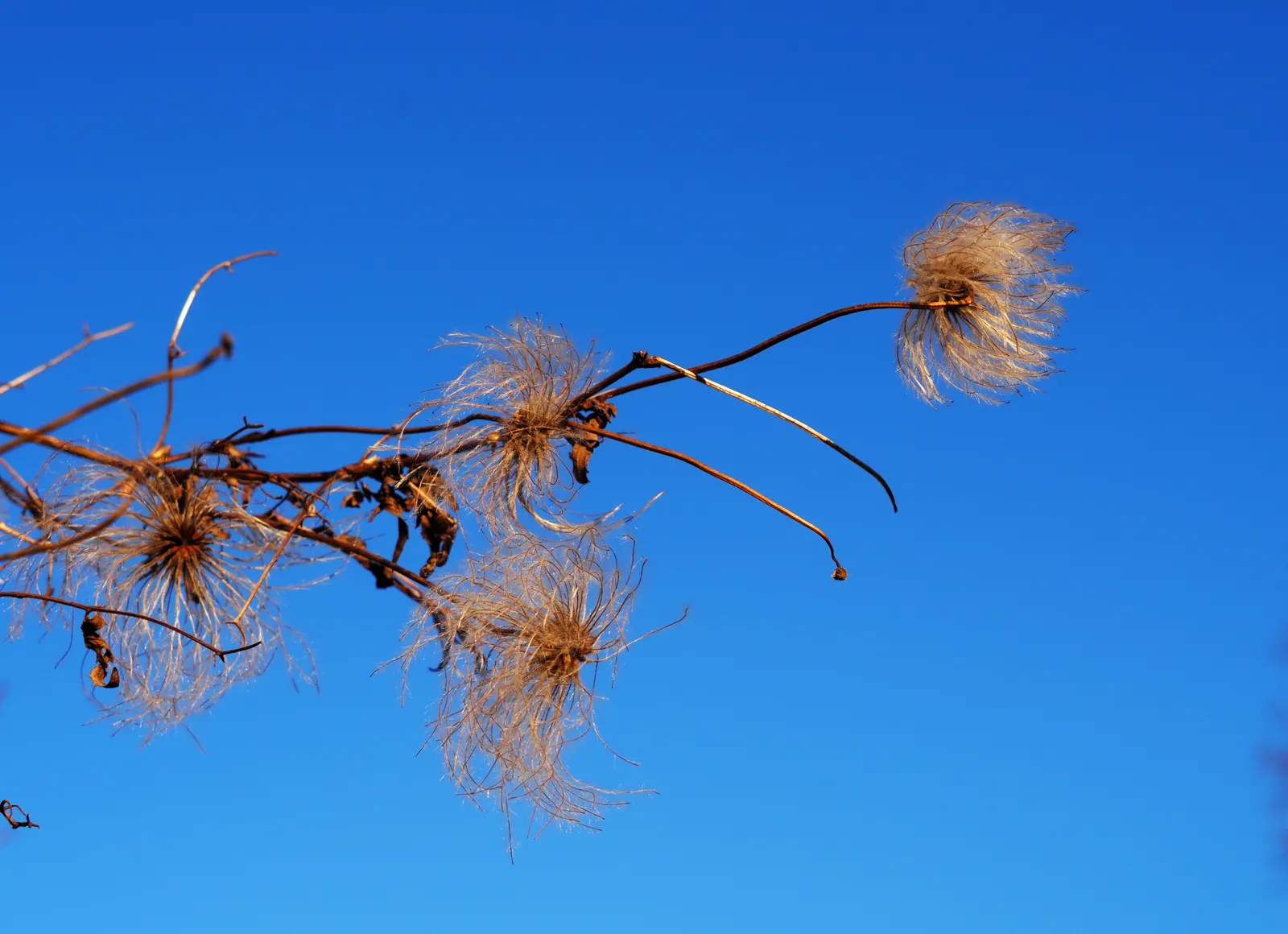 Golden Clematis (Clematis Tangutica) — each averaging 1 to 2 inches in diameter