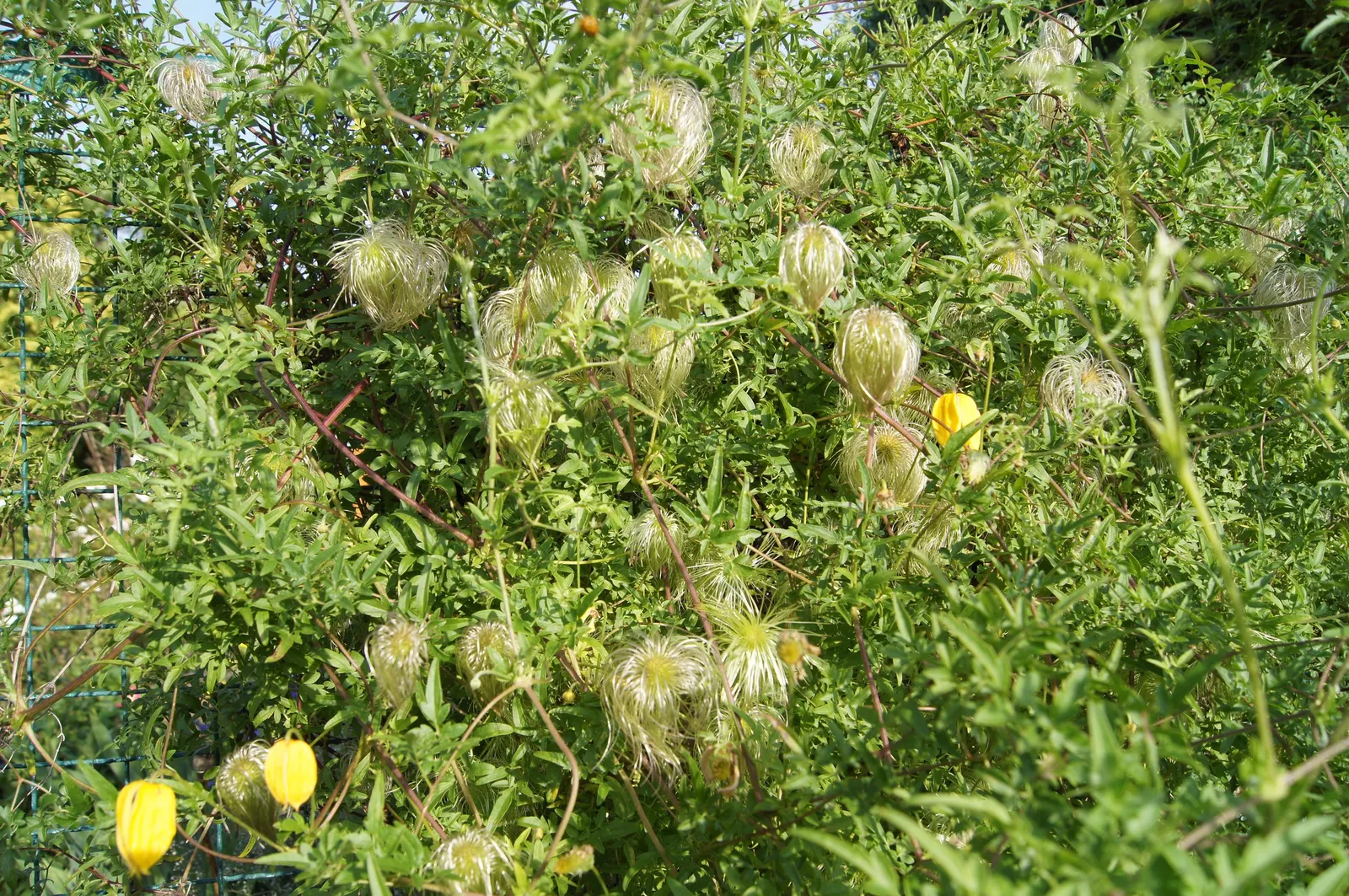 Golden Clematis (Clematis Tangutica) — this vigorous vine thrives in well-drained soils with regular watering to establish a deep root system