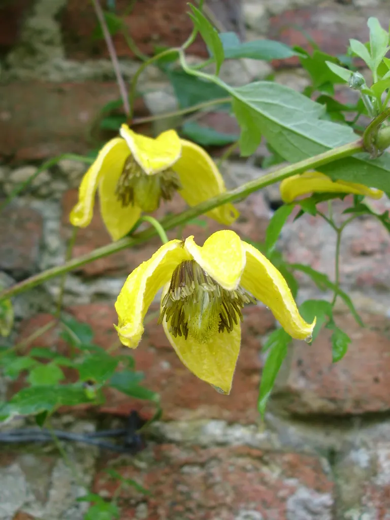 Golden Clematis (Clematis Tangutica) — or even as a groundcover when given no vertical structure to climb