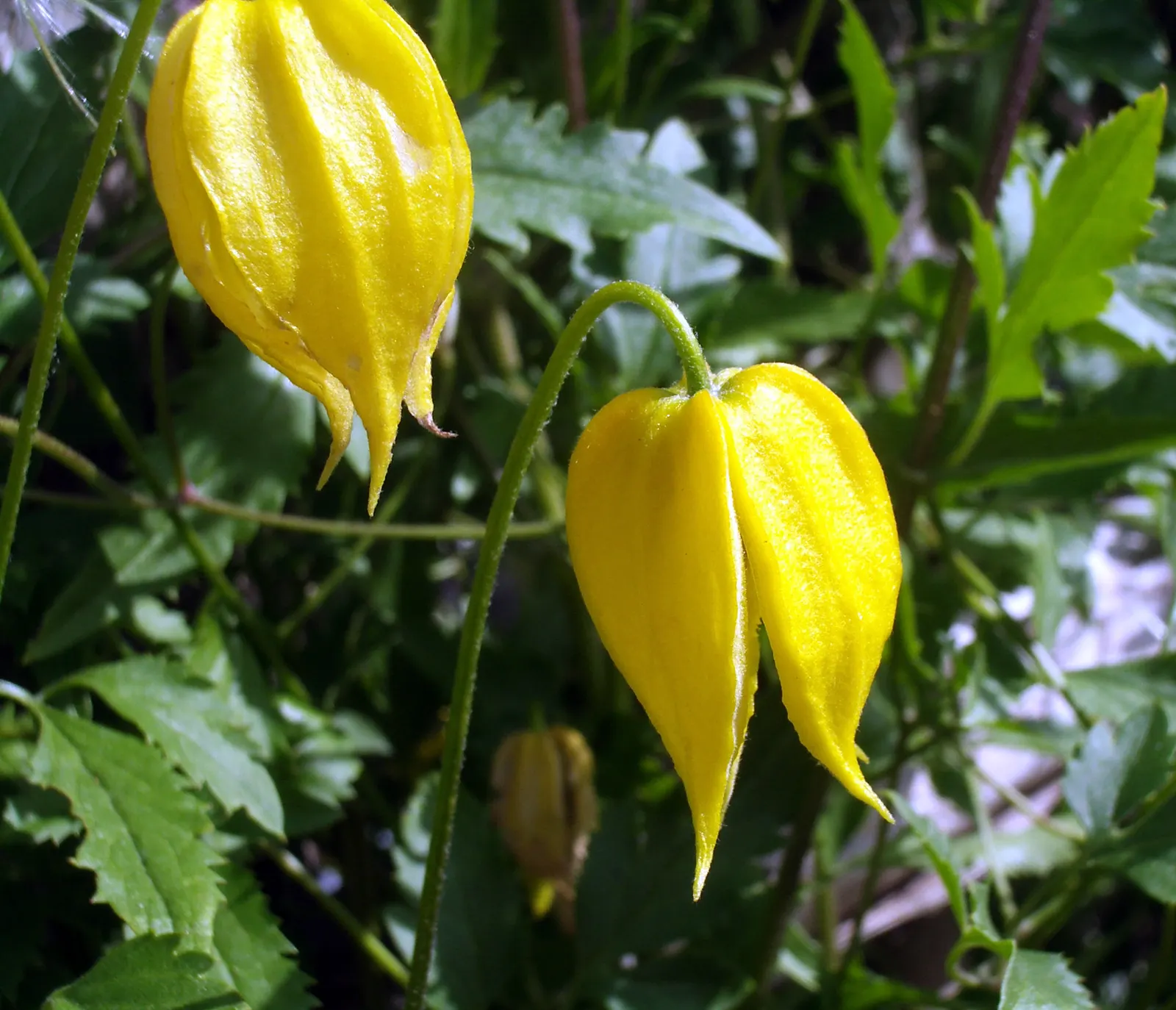 Golden Clematis (Clematis Tangutica) — brings a vibrant splash of color to any landscape design with its profusion of nodding
