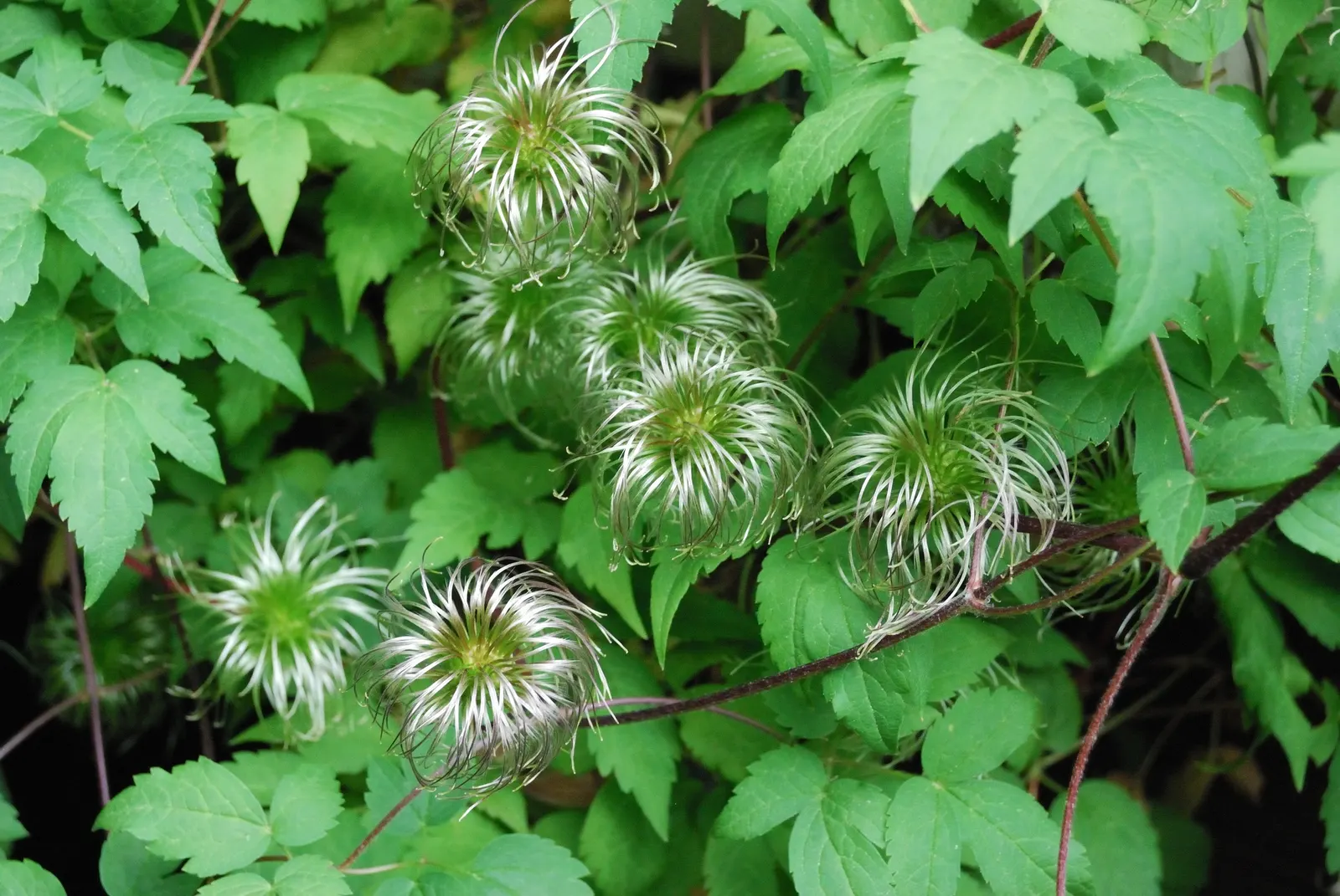 Golden Clematis (Clematis Tangutica) — It showcases lantern-shaped, bright yellow blooms, 1-2 inches in width, from midsummer to fall; this species is part of