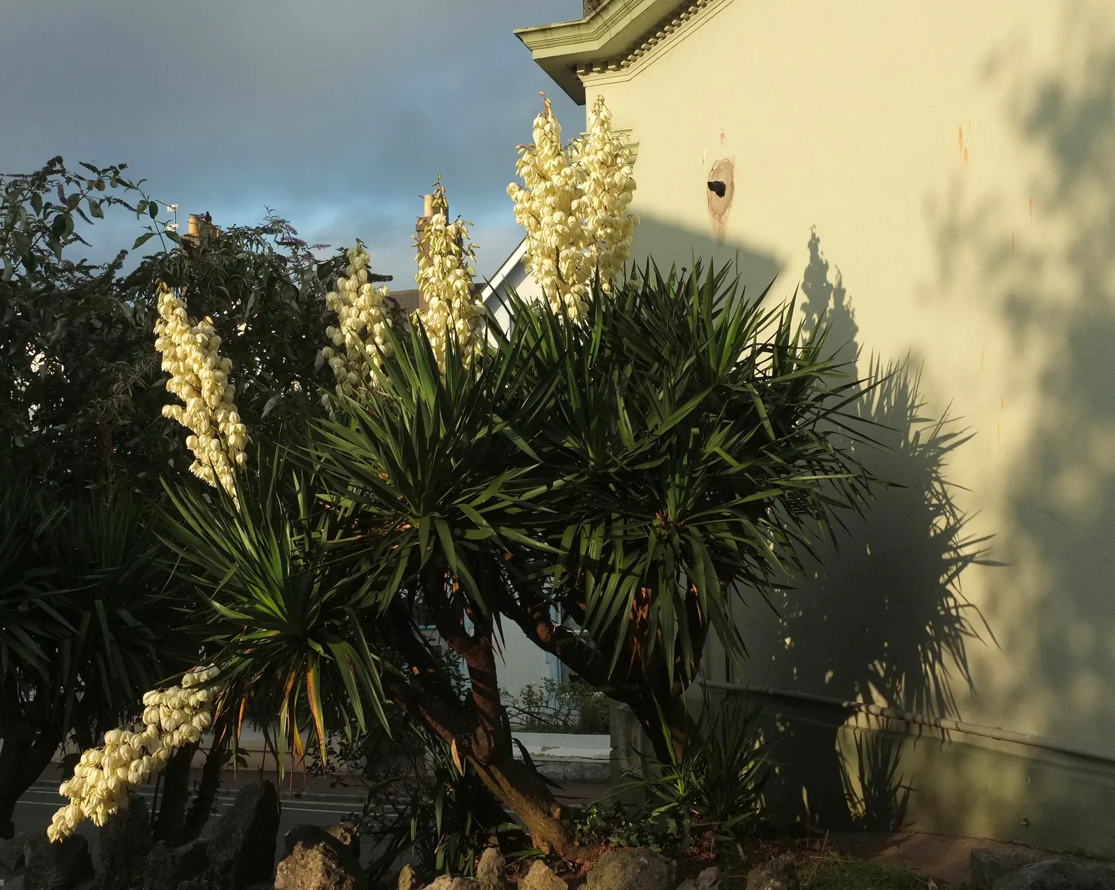 Gloriosa Or Soft-Tip Yucca, Spanish (Yucca Gloriosa) — white flowers in the garden