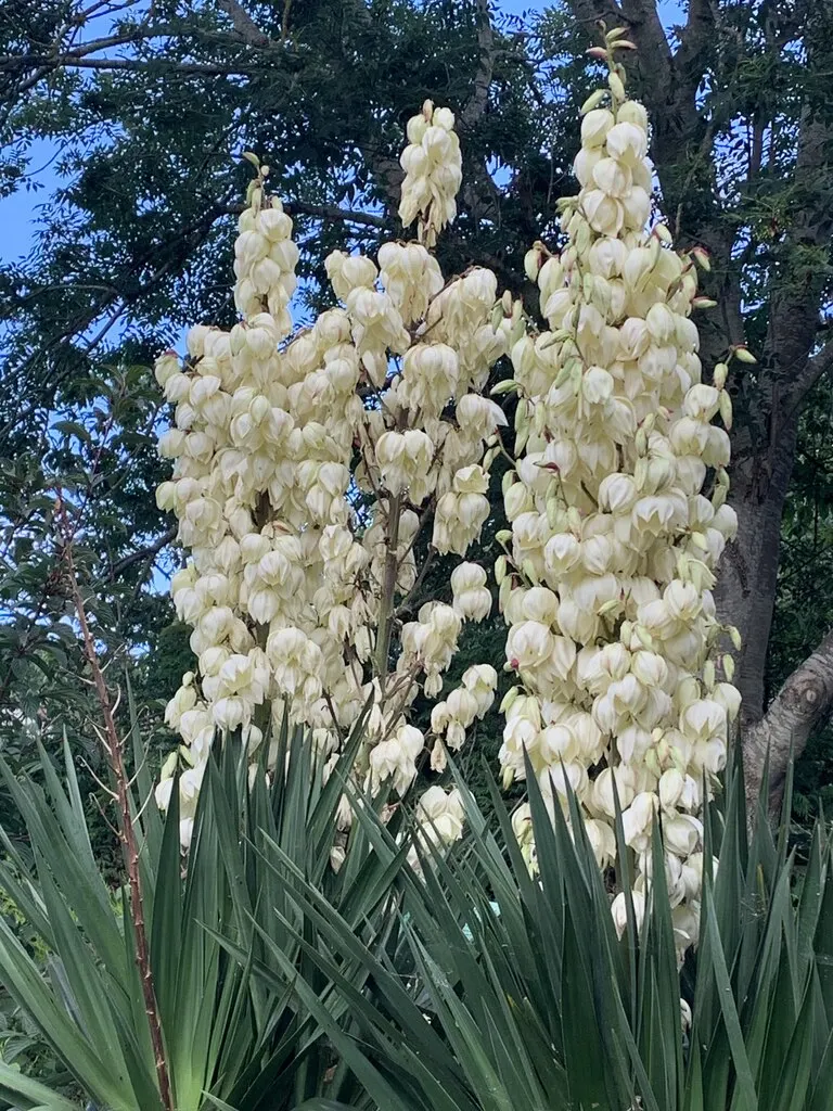Gloriosa Or Soft-Tip Yucca, Spanish (Yucca Gloriosa) — shrub with white blooms