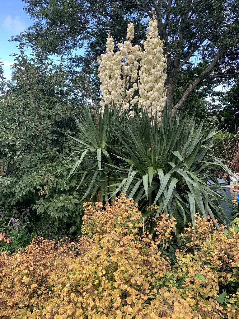 Gloriosa Or Soft-Tip Yucca, Spanish (Yucca Gloriosa) — Drought-tolerant once established, it's an excellent choice for xeriscaping