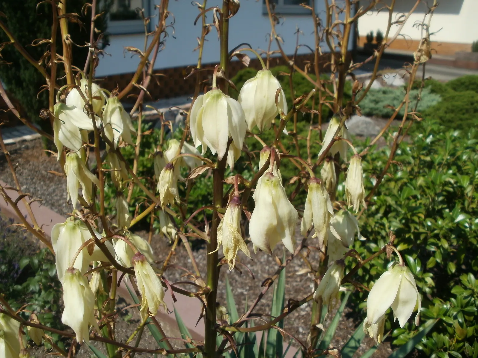 Gloriosa Or Soft-Tip Yucca, Spanish (Yucca Gloriosa) — The Yucca gloriosa, also known as Spanish Dagger, is a resilient evergreen that adds architectural flair