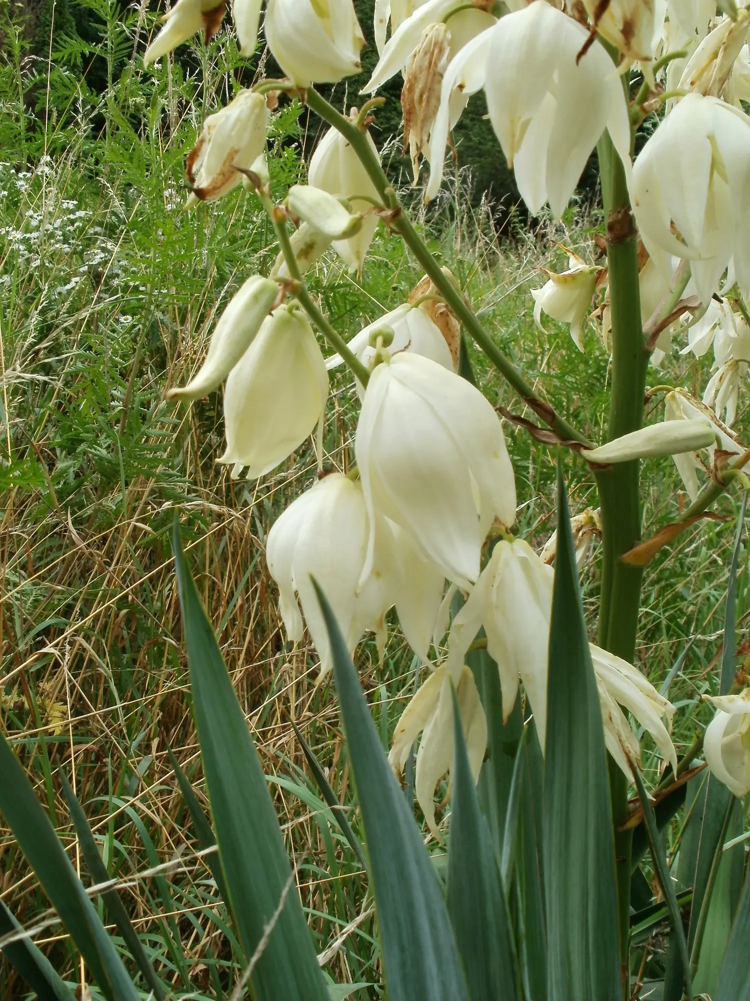 Gloriosa Or Soft-Tip Yucca, Spanish (Yucca Gloriosa) — Thrives in well-drained soil, zones 7-11, and requires full sun