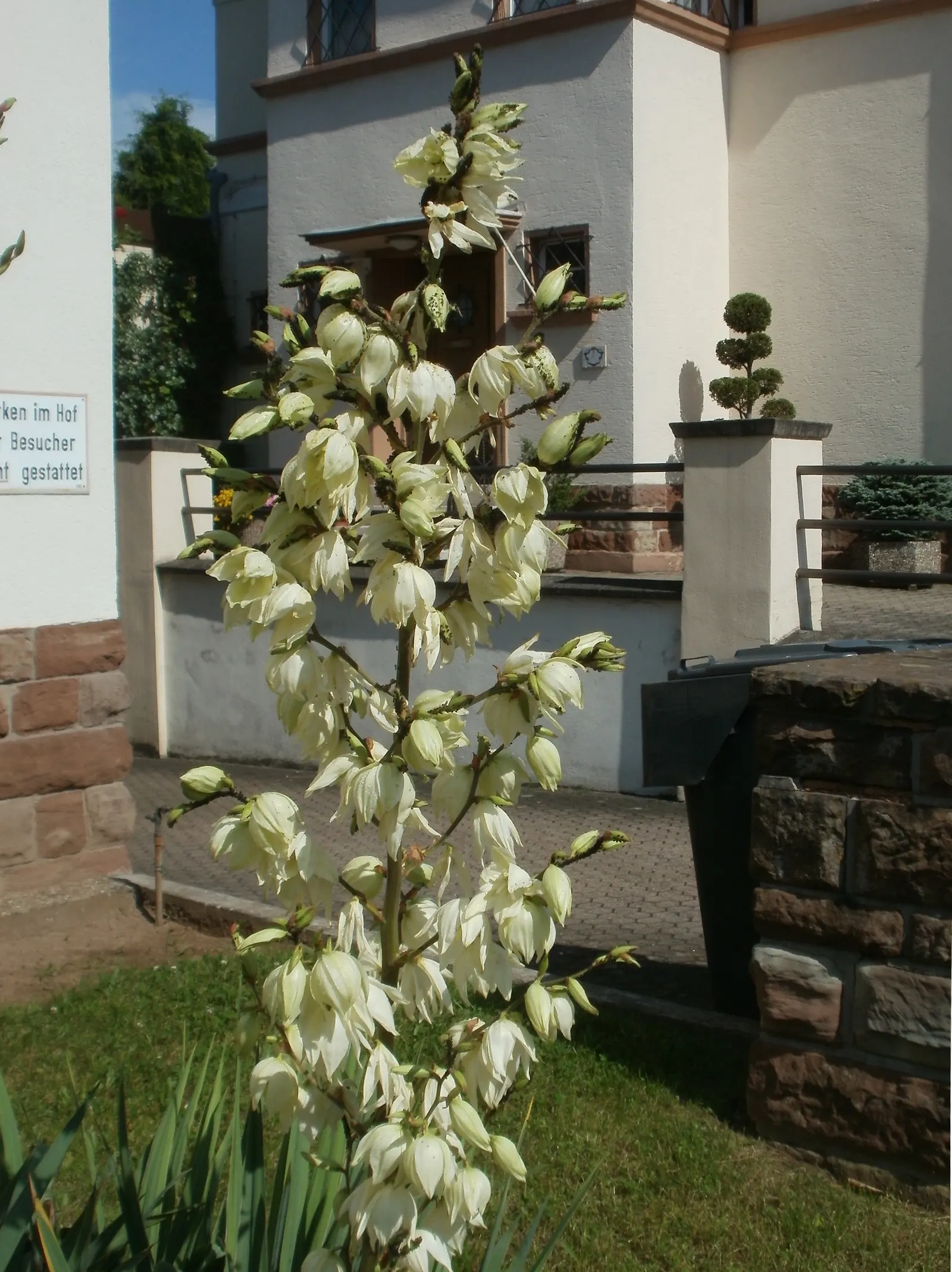 Gloriosa Or Soft-Tip Yucca, Spanish (Yucca Gloriosa) — Creamy-white, bell-shaped blooms emerge on spikes up to 6 feet tall in summer to fall