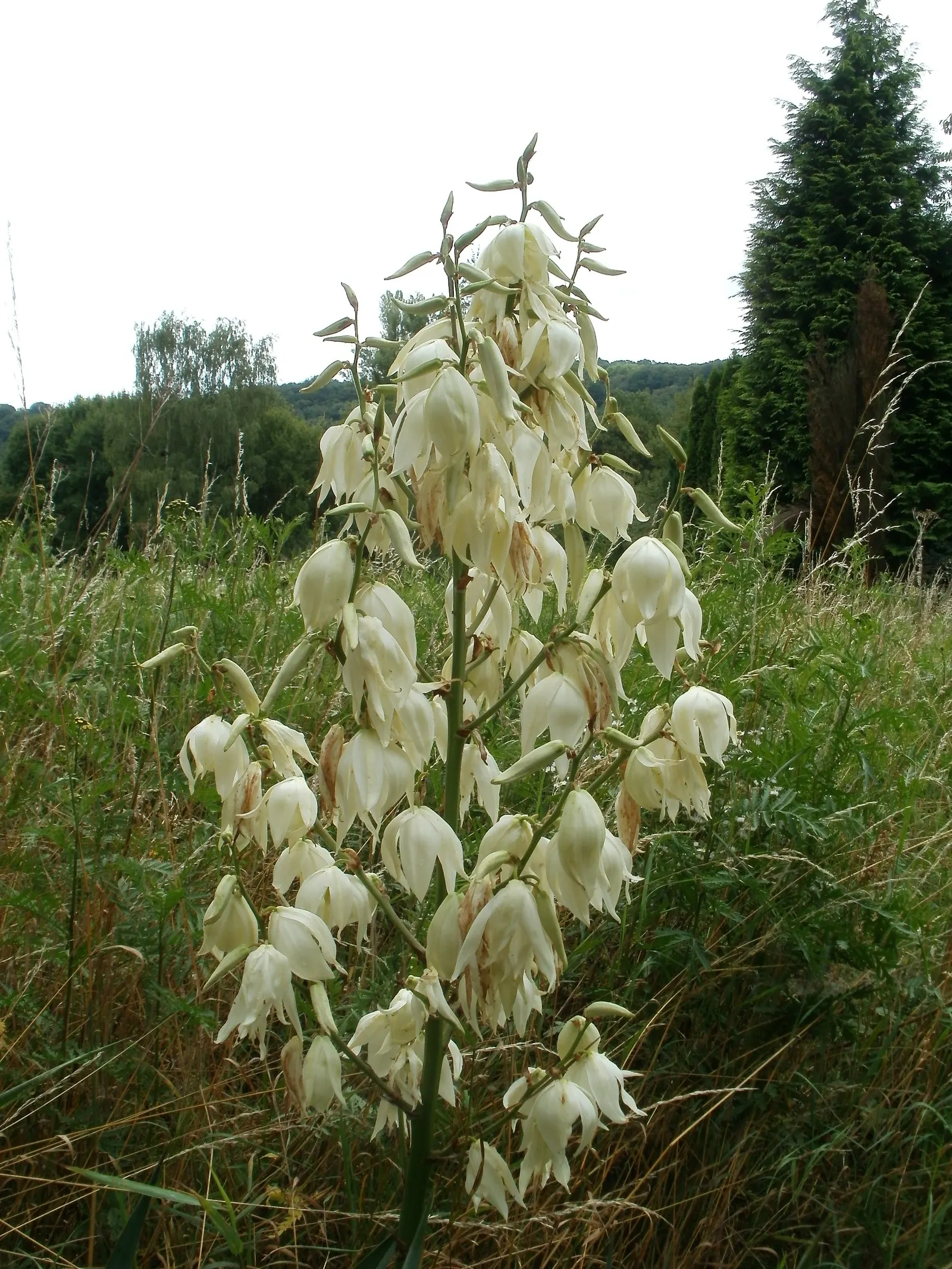 Gloriosa Or Soft-Tip Yucca, Spanish (Yucca Gloriosa) — This hardy shrub boasts a dense rosette of flexible, sword-shaped leaves, each reaching up to 2-3 feet
