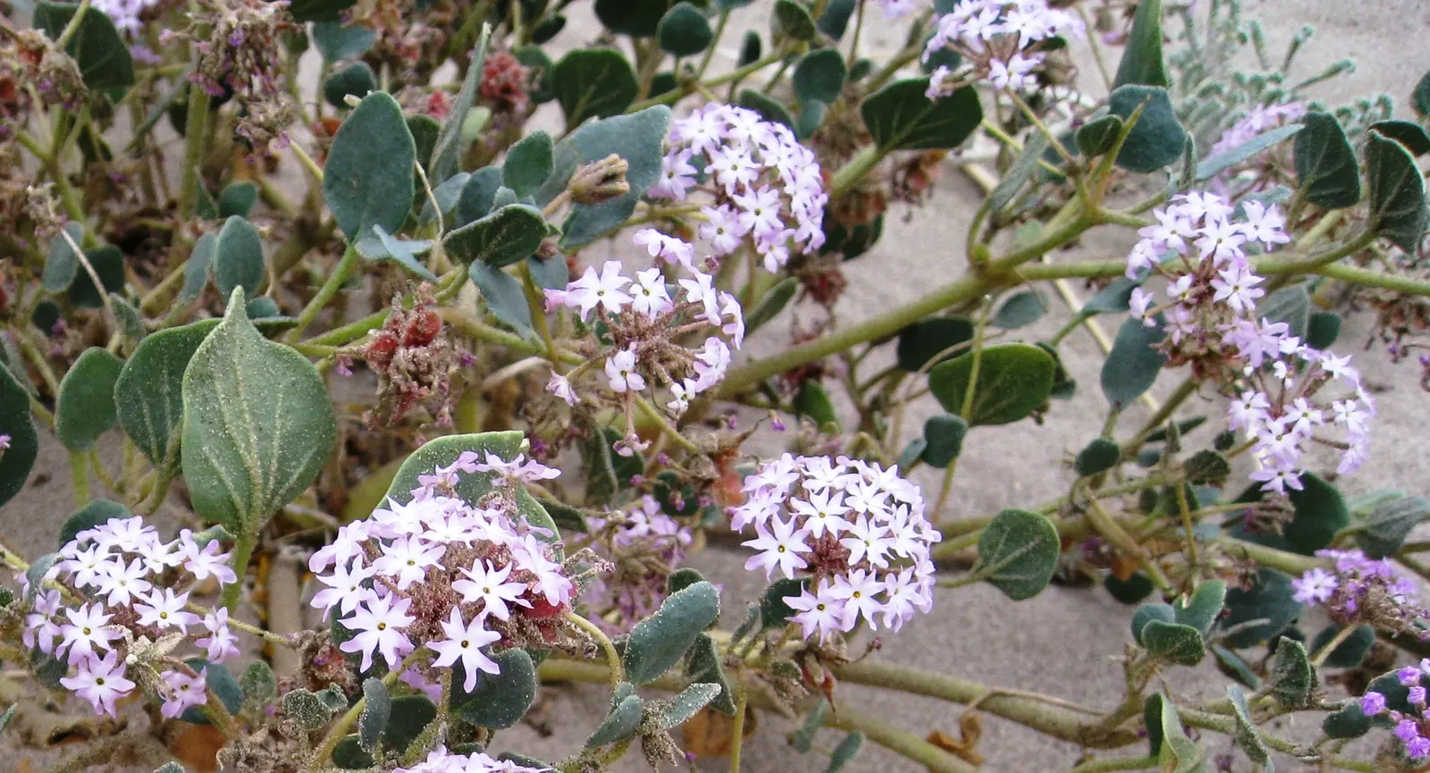 Peruvian Verbena (Verbena Peruviana 'Purple Sand') — Drought tolerant once established, it requires well-drained soil