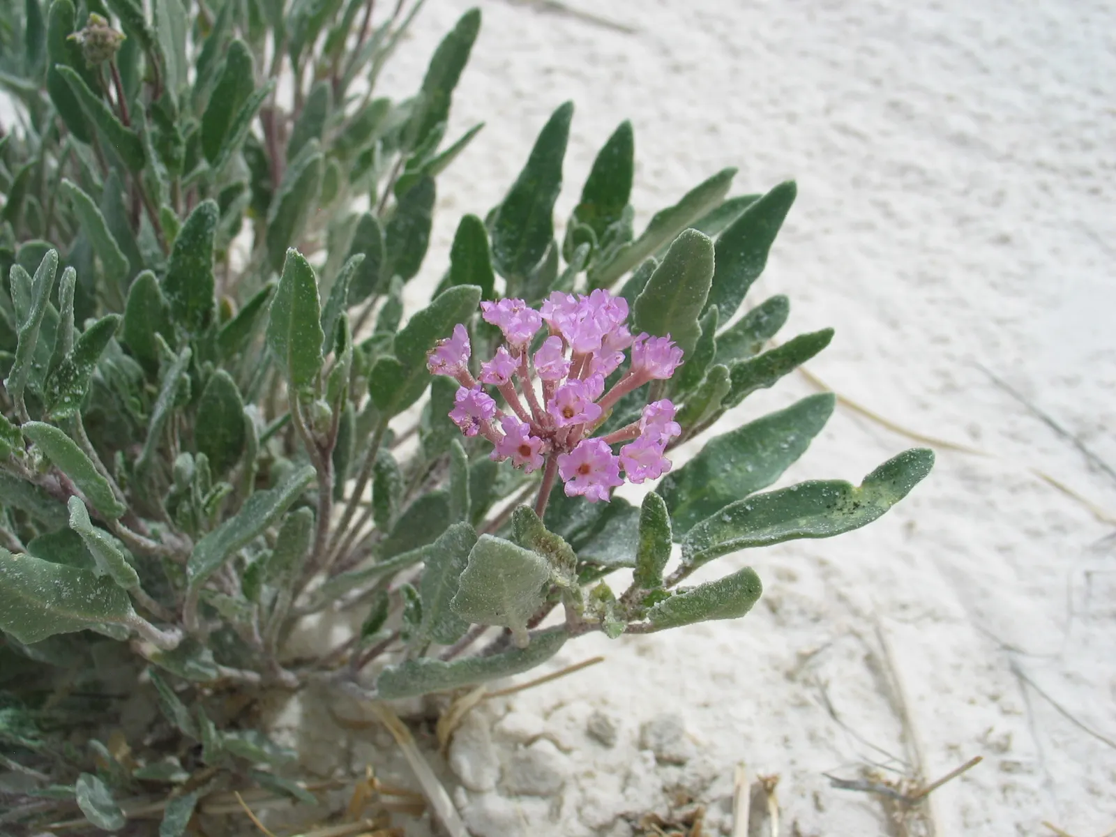Peruvian Verbena (Verbena Peruviana 'Purple Sand') — This variety of Verbena is well-suited for zones 9 to 11 and boasts a robust growth habit