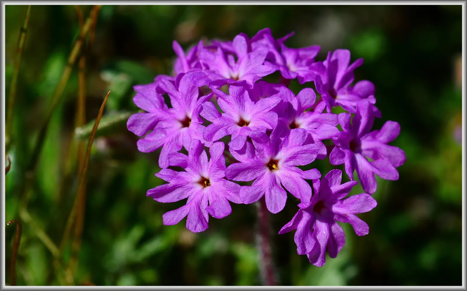 Peruvian Verbena (Verbena Peruviana 'Purple Sand') — spreading up to 2 to 3 feet wide with a low