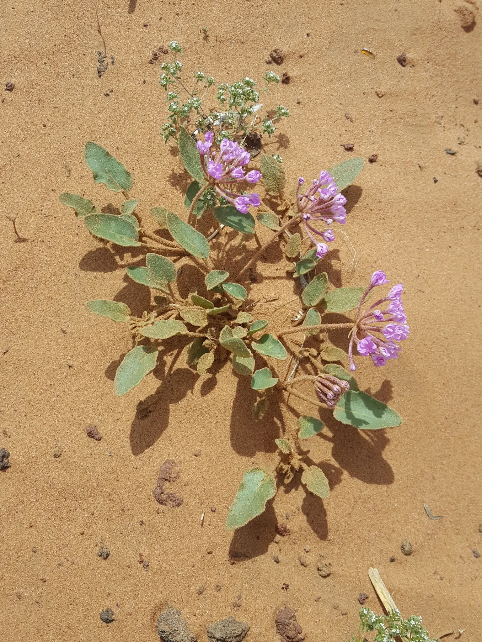 Peruvian Verbena (Verbena Peruviana 'Purple Sand') — and creates a dense carpet that showcases the numerous