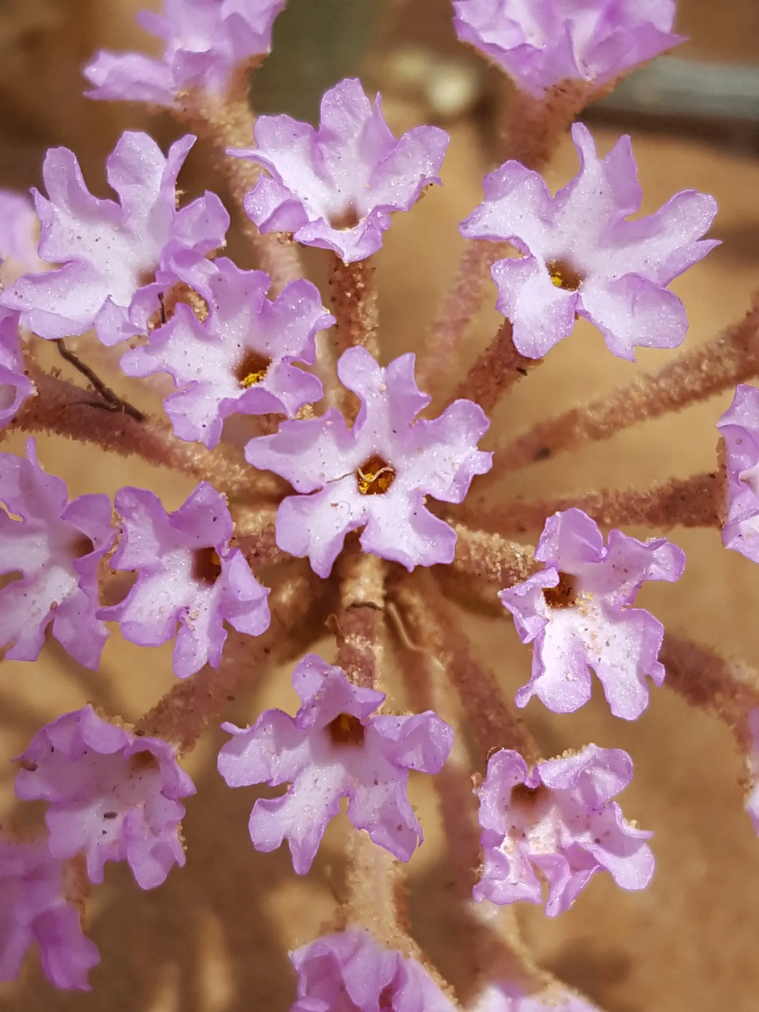 Peruvian Verbena (Verbena Peruviana 'Purple Sand') — Ideal for adding bold color to rock gardens or as a border plant in low-water landscapes