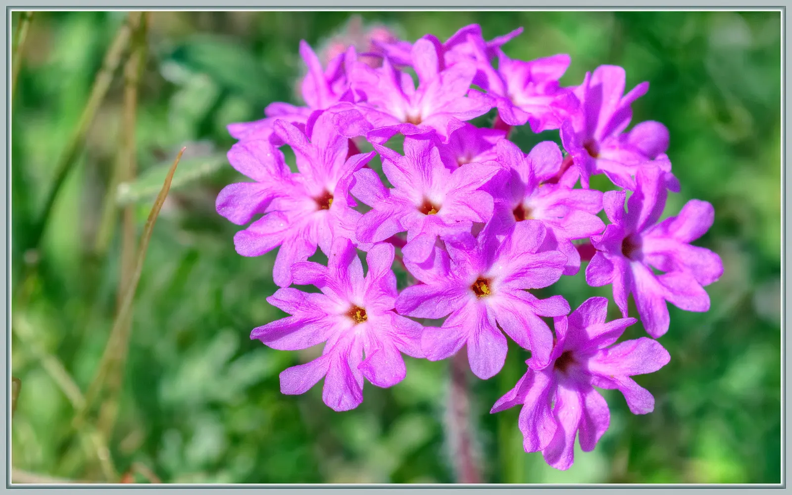 Peruvian Verbena (Verbena Peruviana 'Purple Sand') — perennial groundcover that offers a stunning display of vivid purple flowers