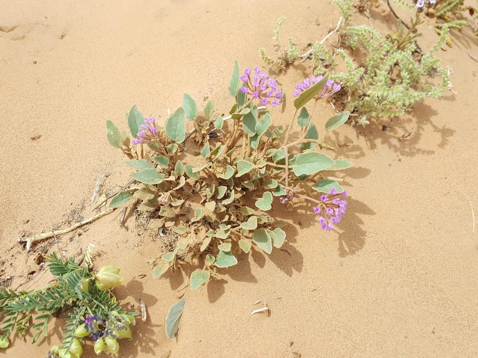 Peruvian Verbena (Verbena Peruviana 'Purple Sand') — Possessing a spreading habit, it reaches up to 1 foot in height and can spread 2-3 feet wide
