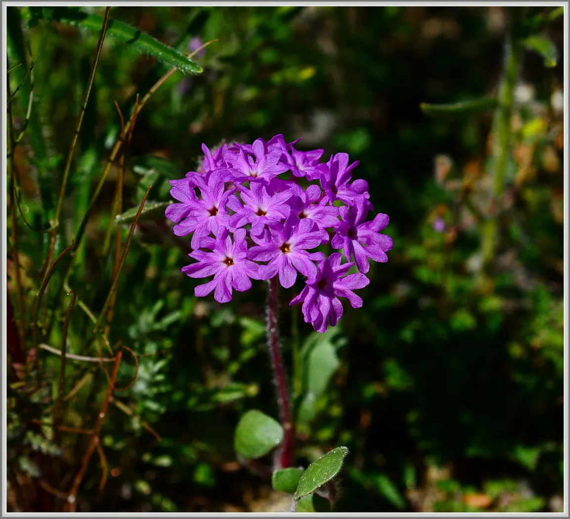Peruvian Verbena (Verbena Peruviana 'Purple Sand') — which can provide a striking contrast to the greens commonly found within a landscape