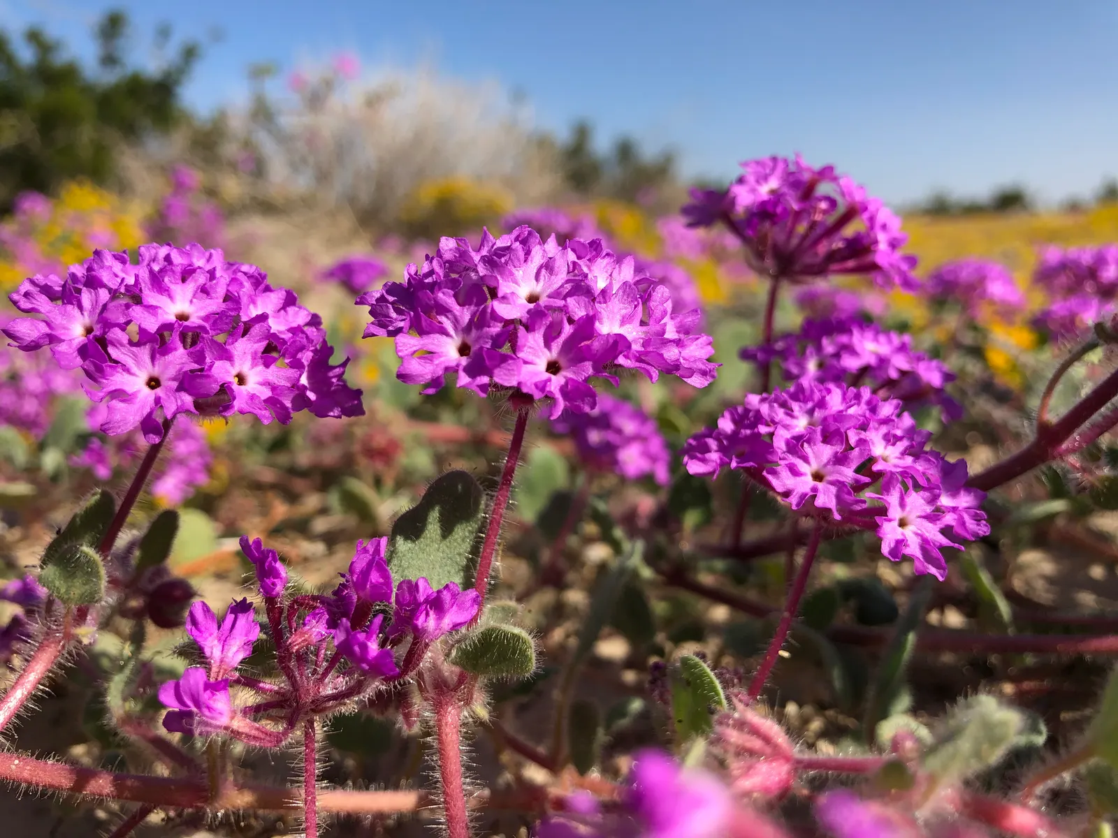 Peruvian Verbena (Verbena Peruviana 'Purple Sand') — Verbena peruviana 'Purple Sand', a striking groundcover, thrives in USDA zones 9-11