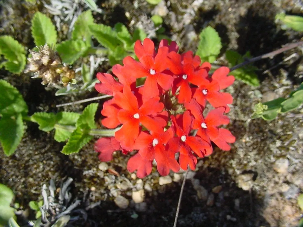 Peruvian Verbena (Verbena Peruviana 'Purple Sand') — While it is drought-tolerant once established