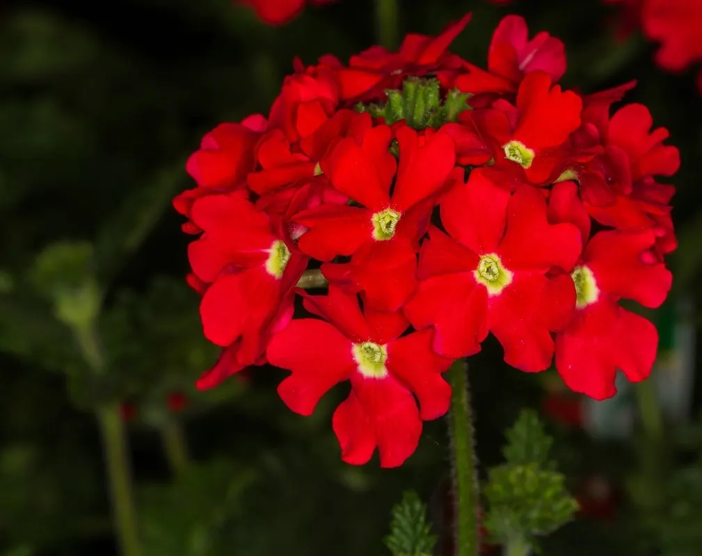 Peruvian Verbena (Verbena Peruviana 'Purple Sand') — Because of its sprawling habit