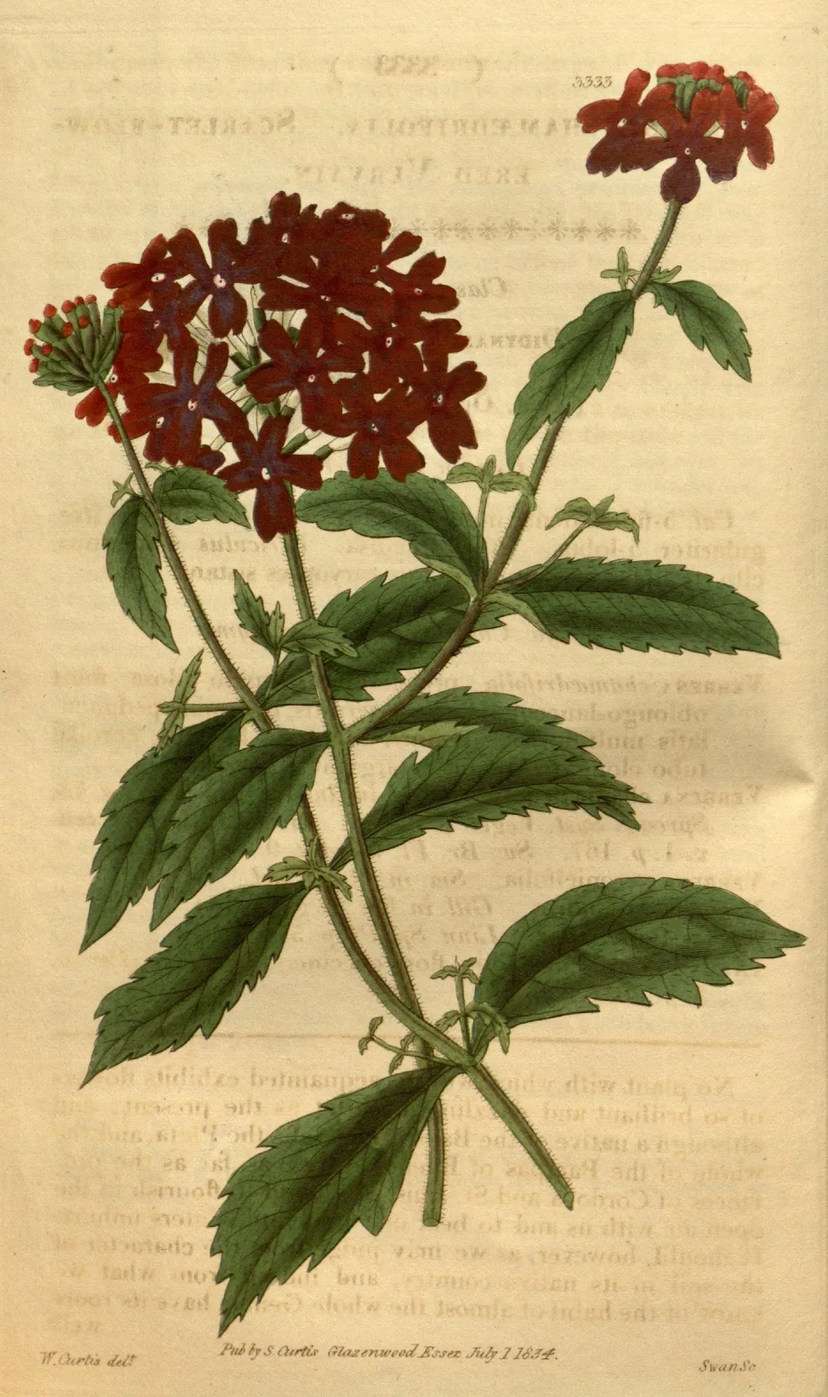 Peruvian Verbena (Verbena Peruviana 'Purple Sand') — one should consider location carefully