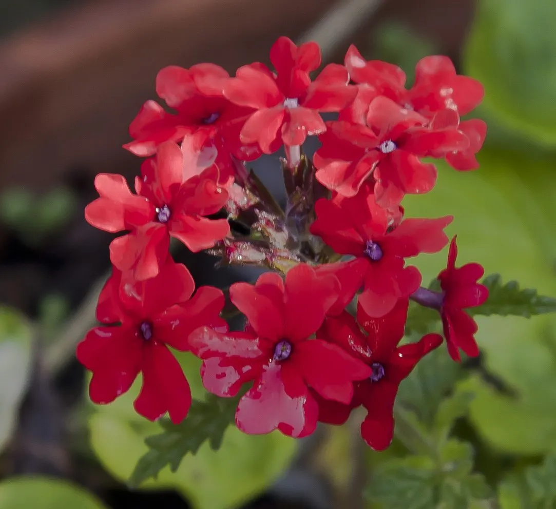 Peruvian Verbena (Verbena Peruviana 'Purple Sand') — regular watering during the first growing season will help establish a deep
