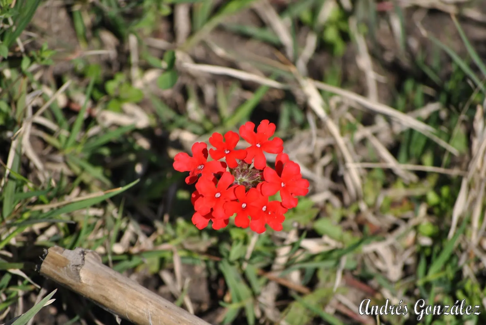 Peruvian Verbena (Verbena Peruviana 'Purple Sand') — extensive root system.<br><br>For optimal performance