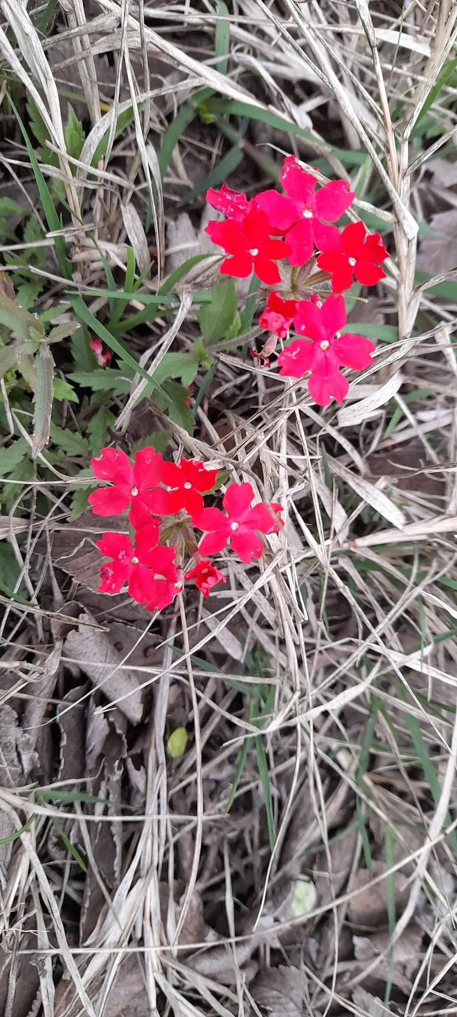 Peruvian Verbena (Verbena Peruviana 'Purple Sand') — Additionally, periodic deadheading can encourage further flowering and maintain a tidy appearance