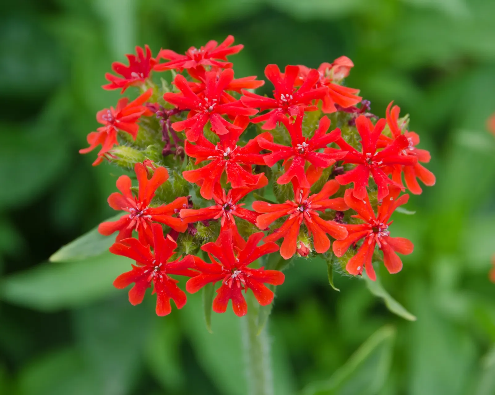Peruvian Verbena (Verbena Peruviana 'Purple Sand') — small purple blossoms that bloom profusely from late spring to early fall