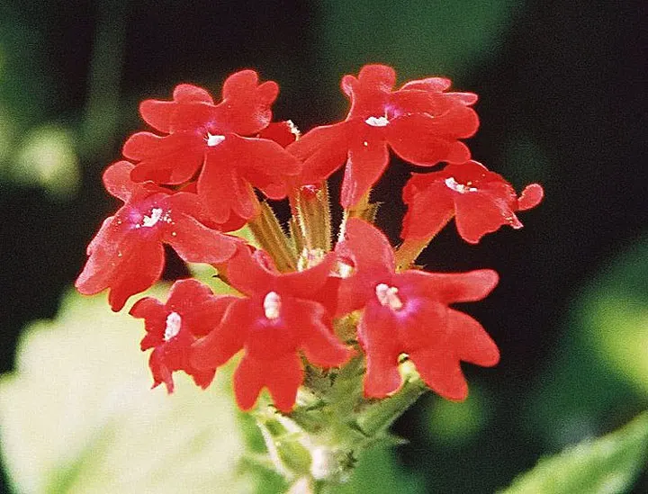 Peruvian Verbena (Verbena Peruviana 'Purple Sand') — requiring at least 6 hours of direct sunlight per day to achieve optimal blooming