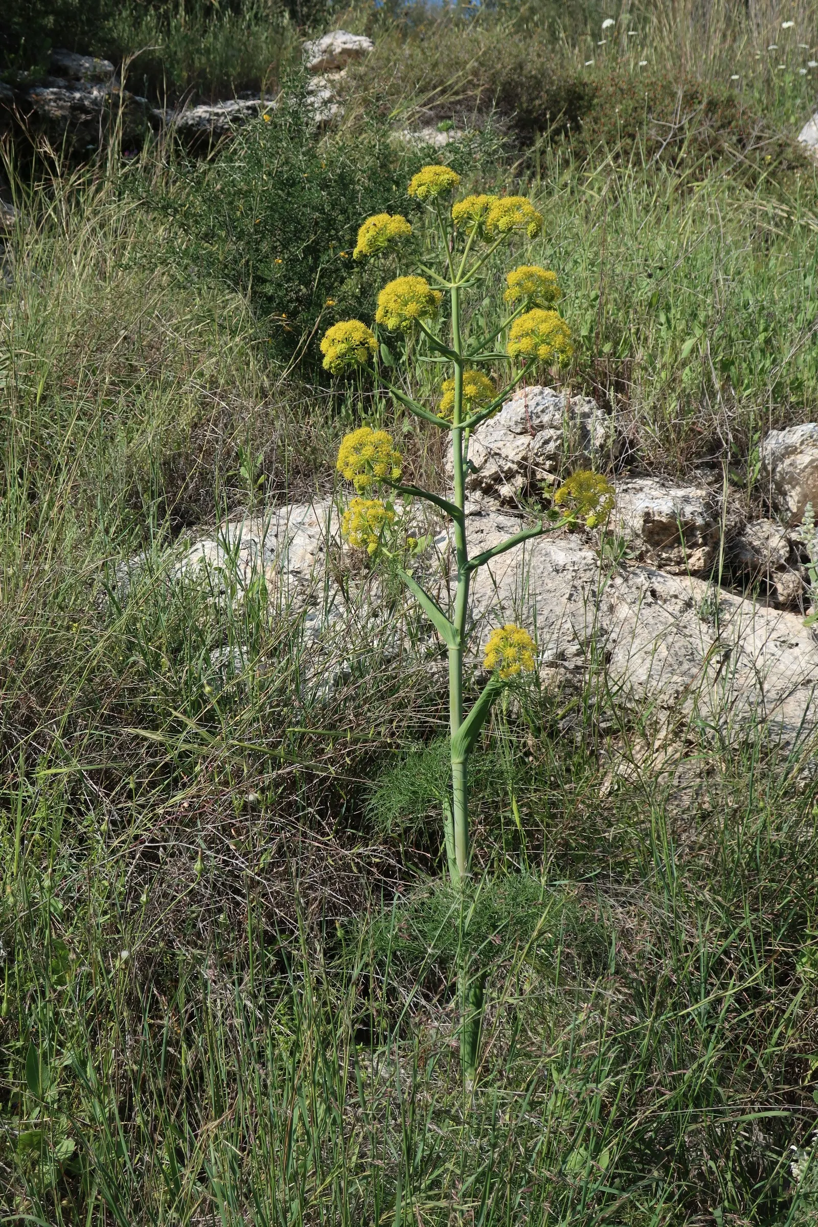 Common Fennel (Foeniculum Vulgare 'Purpurascens') — reaching up to 6 feet tall and spreading up to 2 feet