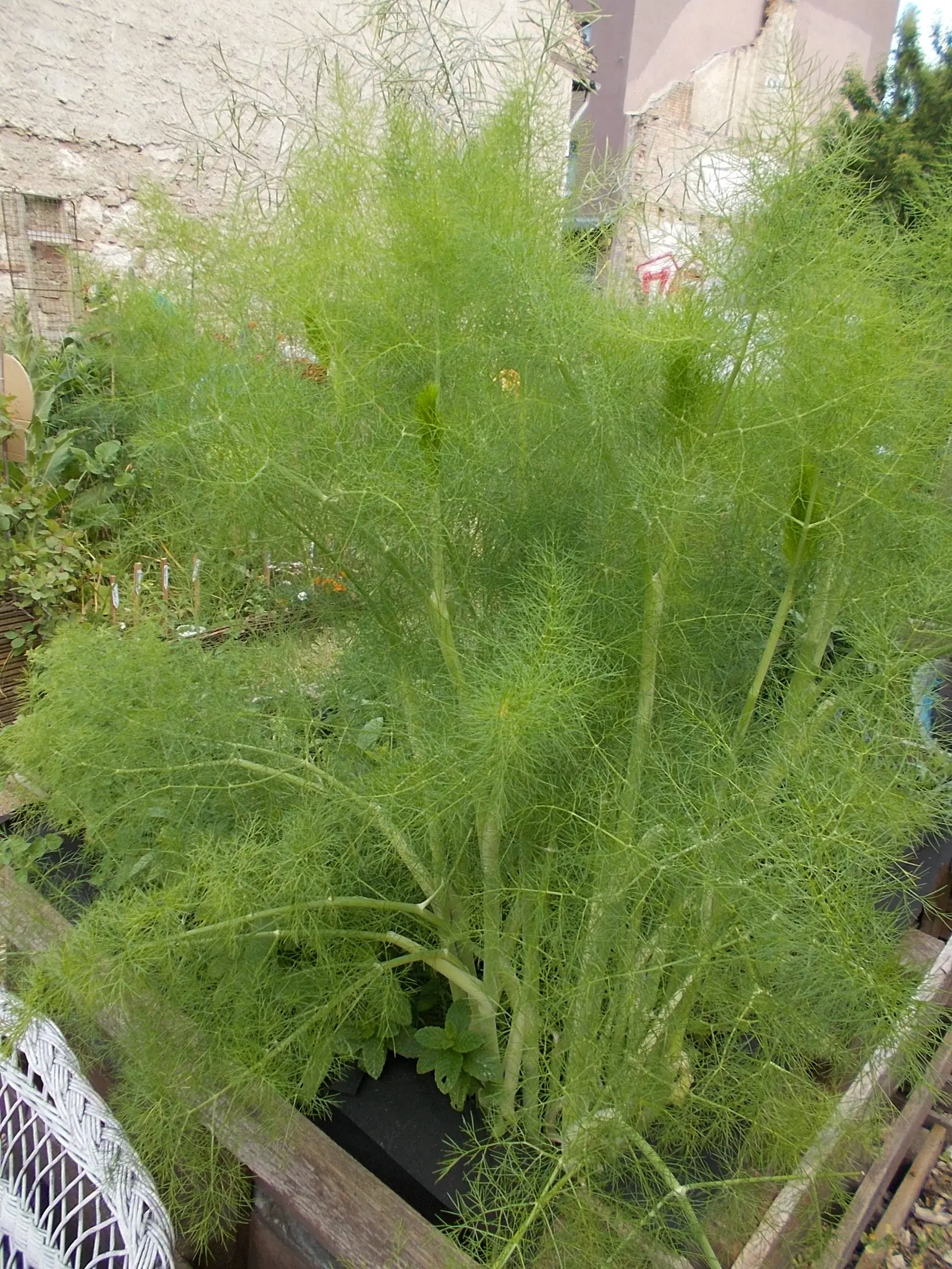 Common Fennel (Foeniculum Vulgare 'Purpurascens') — This cultivar is particularly noted for its alluring purple-bronze foliage and feathery texture