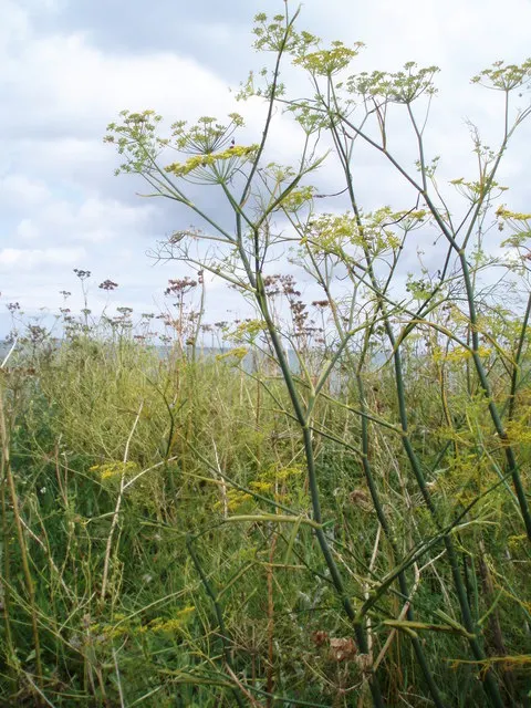 Common Fennel (Foeniculum Vulgare 'Purpurascens') — shows moderate drought tolerance