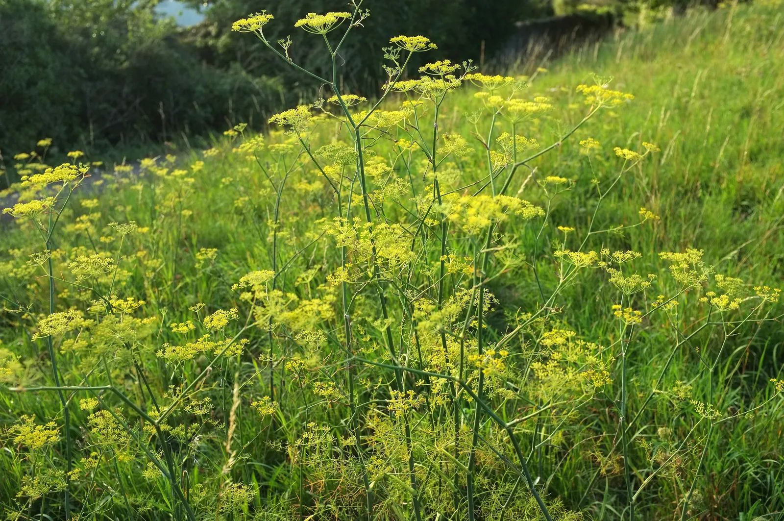 Common Fennel (Foeniculum Vulgare 'Purpurascens') — Common Fennel 'Purpurascens' (Foeniculum vulgare) is a hardy
