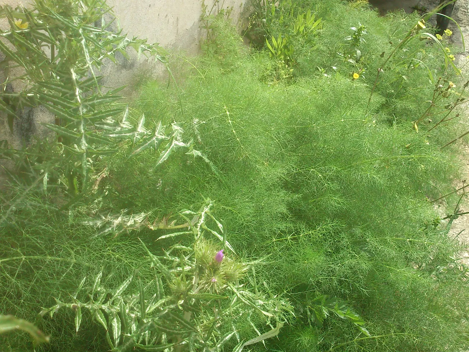 Common Fennel (Foeniculum Vulgare 'Purpurascens') — It features feathery, dill-like foliage with a distinctive purplish hue and yellow umbrella-shaped flowers