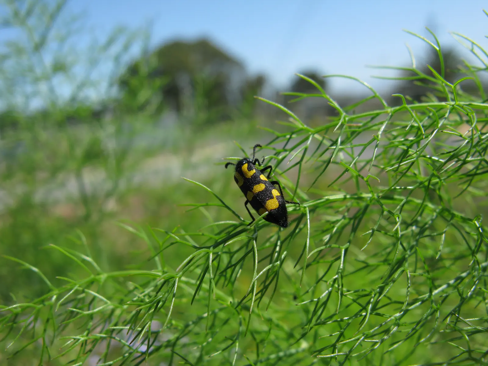 Common Fennel (Foeniculum Vulgare 'Purpurascens') — Adaptable to full sun and well-drained soils