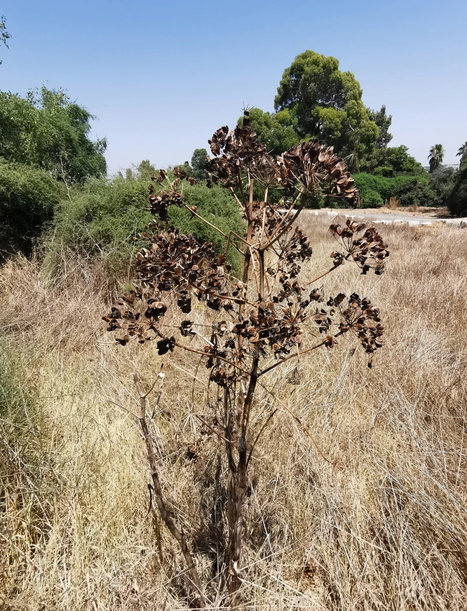 Common Fennel (Foeniculum Vulgare 'Purpurascens') — also commonly referred to as Common Fennel or Bronze Fennel