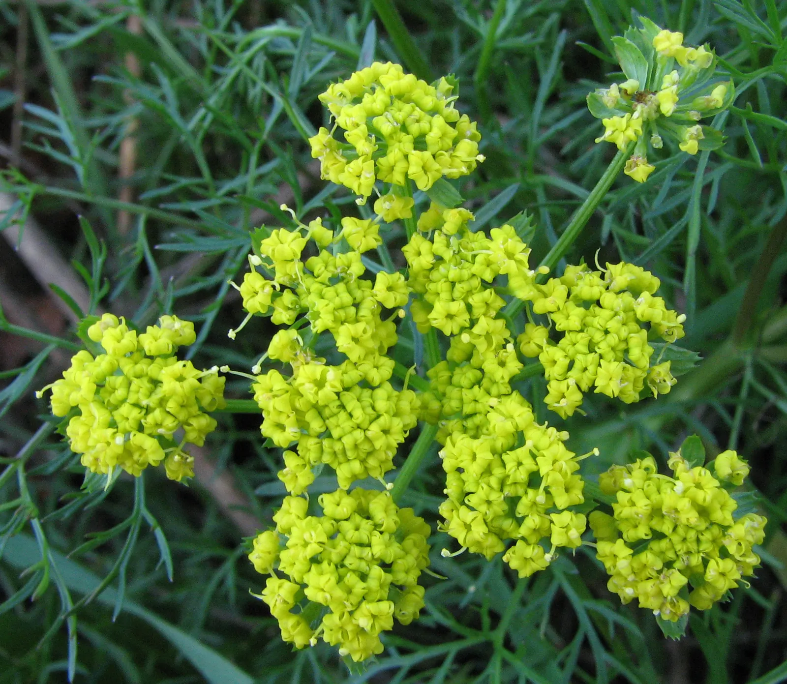 Common Fennel (Foeniculum Vulgare 'Purpurascens') — this variety is not only ornamental but also attracts beneficial insects