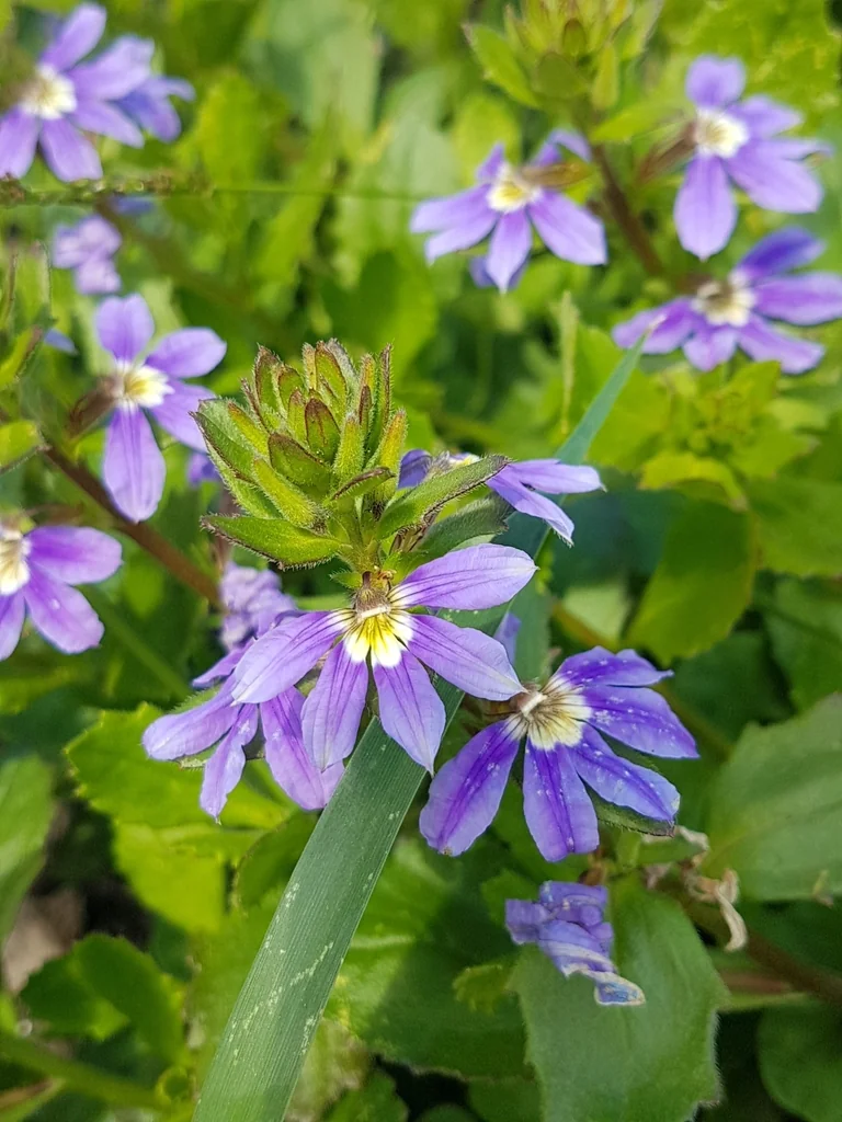Scaevola aemula