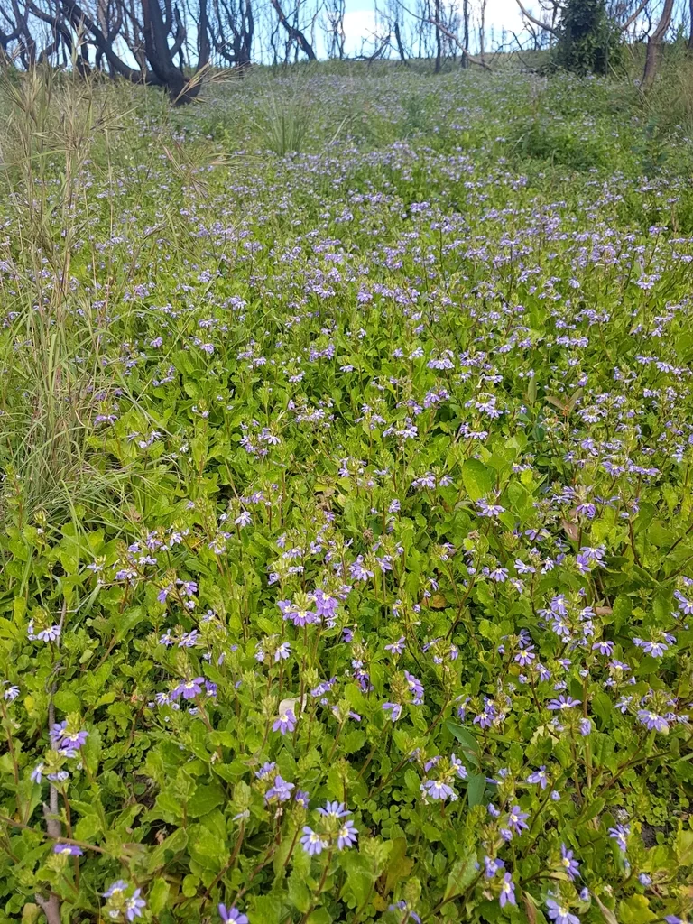 Scaevola aemula