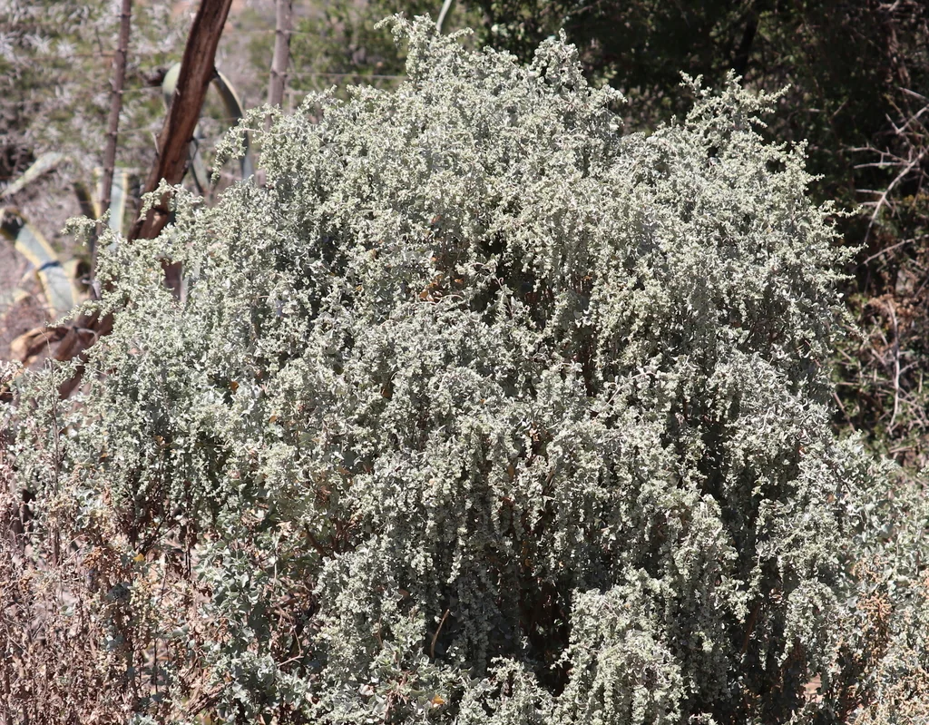 Atriplex Nummularia