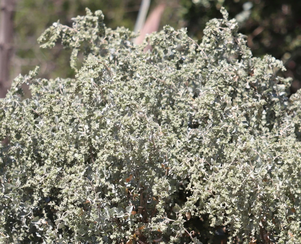 Atriplex Nummularia